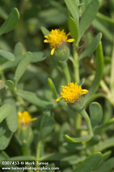 Jaumea carnosa