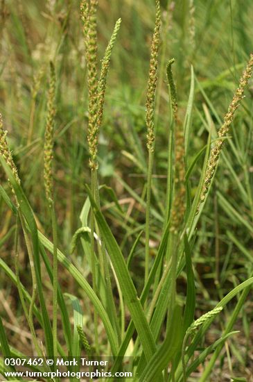 Plantago maritima