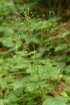 Trail Plant