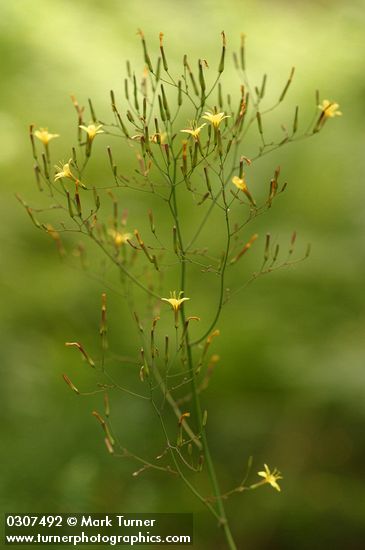 Mycelis muralis