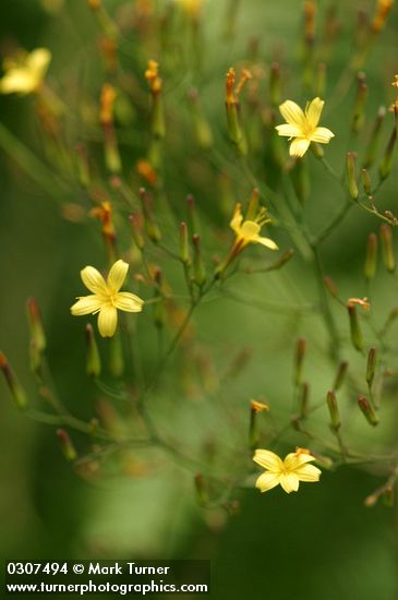 Mycelis muralis