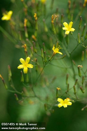 Mycelis muralis