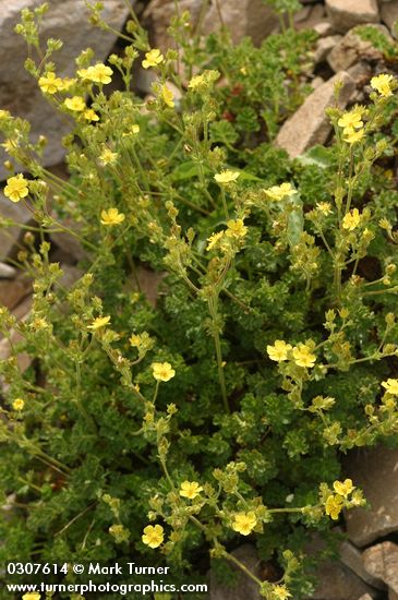 Shortleaf Cinquefoil