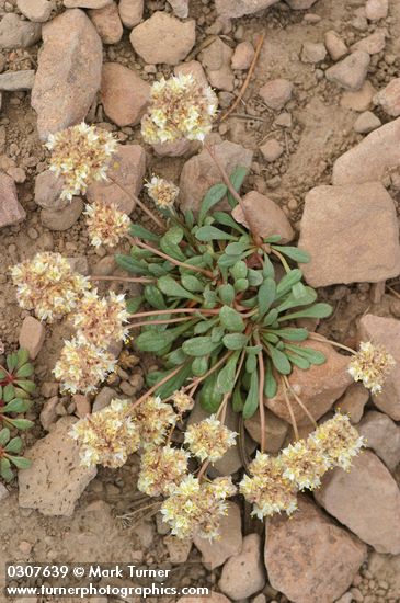 Pussypaws (white form)