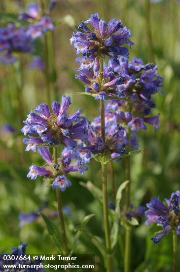 Penstemon attenuatus