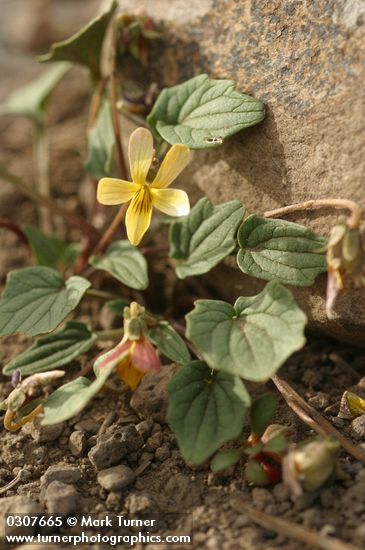 Goosefoot Violet