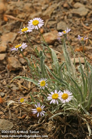Eaton's Shaggy Daisy