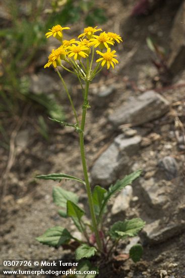 Packera streptanthifolia