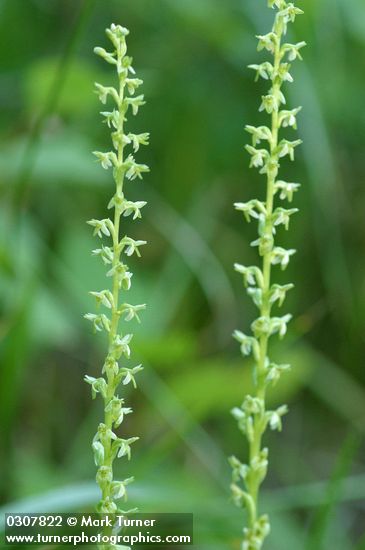 Platanthera unalascensis