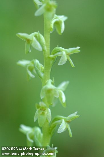 Platanthera unalascensis