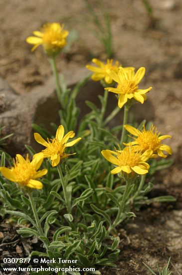 Stenotus lanuginosus var. lanuginosus