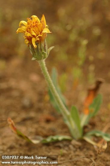 Pale Agoseris