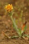 Pale Agoseris