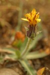 Pale Agoseris