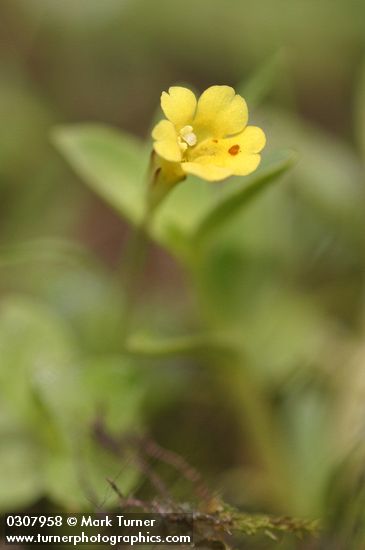 Primrose Monkey Flower