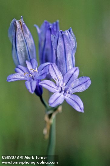 Triteleia grandiflora var. grandiflora
