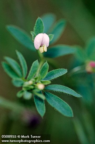 Acmispon parviflorus