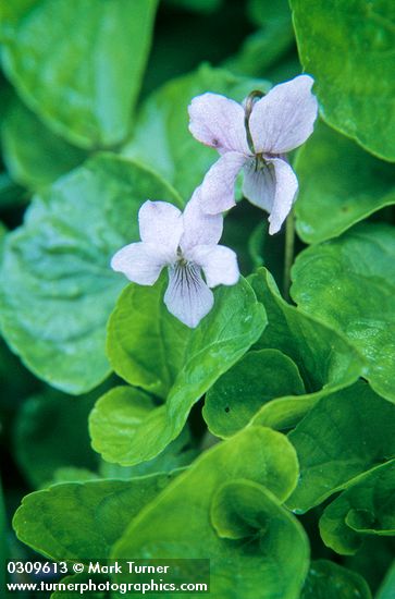 Viola langsdorffii