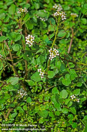 Nasturtium officinale