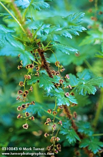 Ribes lacustre