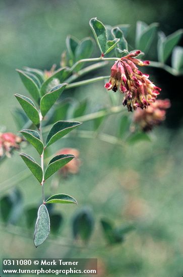 Hosackia crassifolia