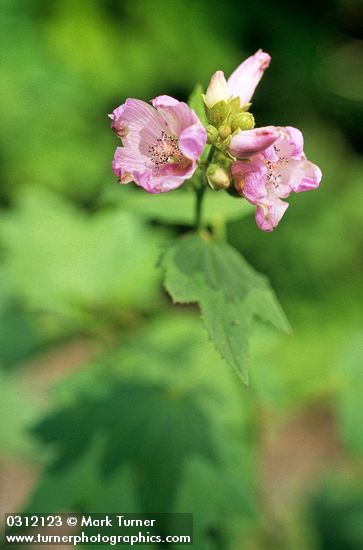 Iliamna rivularis