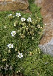 Cherleria obtusiloba