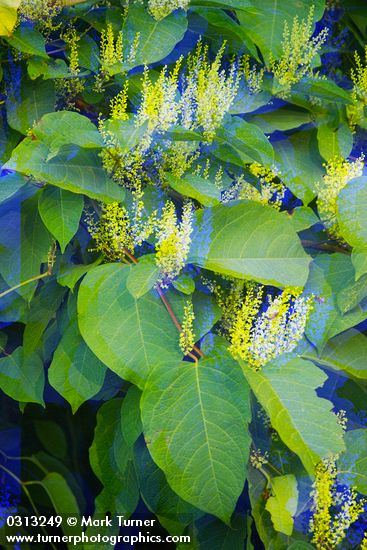 Fallopia japonica | Japanese Knotweed | Wildflowers of the Pacific Northwest