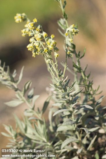 Artemisia ludoviciana ssp. lindleyana