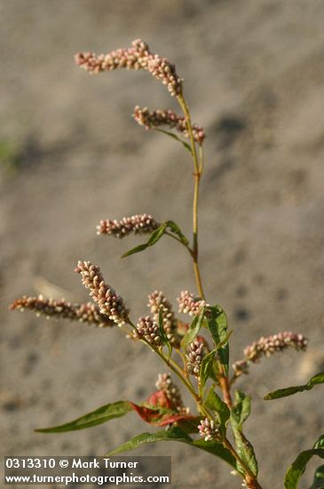 Willow Weed