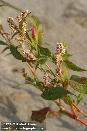 Willow Weed