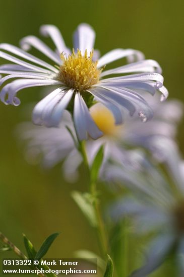 Western Aster blossom extreme detail
