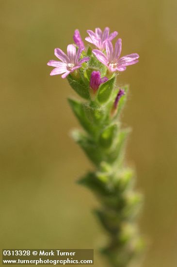 Stiff Spike-primrose blossoms