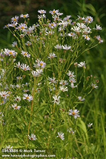 Douglas' Aster