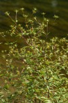 Common Beggarticks