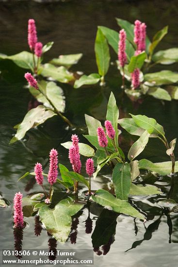 Water Smartweed