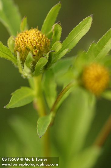 Big Devils Beggartick blossom extreme detail