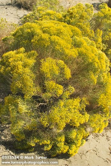 Chrysothamnus viscidiflorus