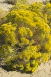 Green Rabbit Brush