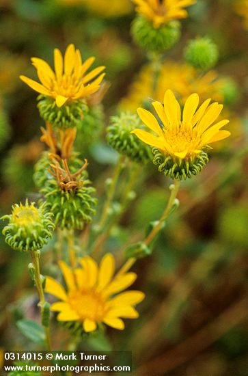 Grindelia nana
