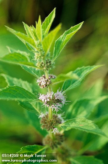 Mentha canadensis