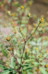 Common Beggarticks blossoms & foliage