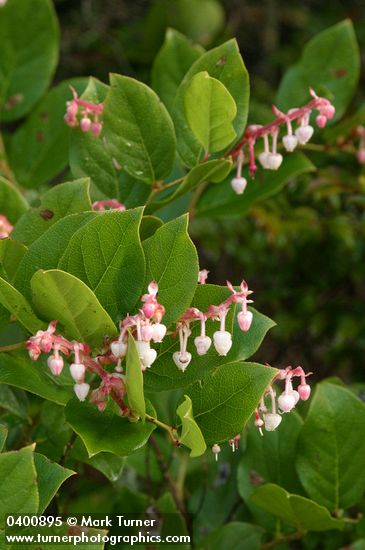Gaultheria shallon