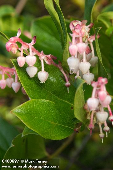 Gaultheria shallon
