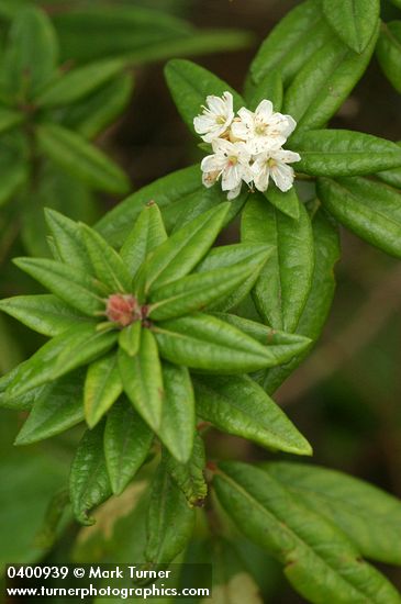 Rhododendron groenlandicum