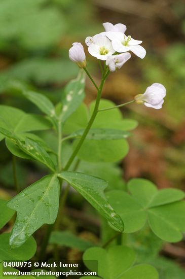 Cardamine californica