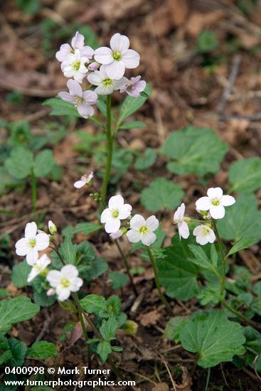 Cardamine californica