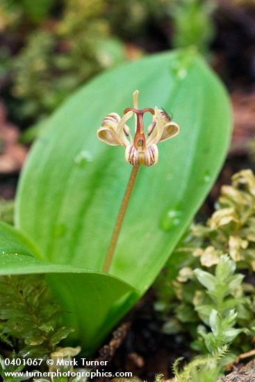 Scoliopus hallii