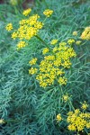 Lomatium laevigatum
