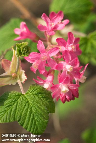 Ribes sanguineum